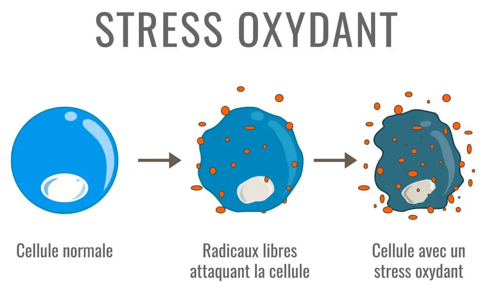 Stress oxydant et radicaux libres
