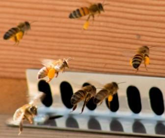 Abeilles qui rentrent  la ruche