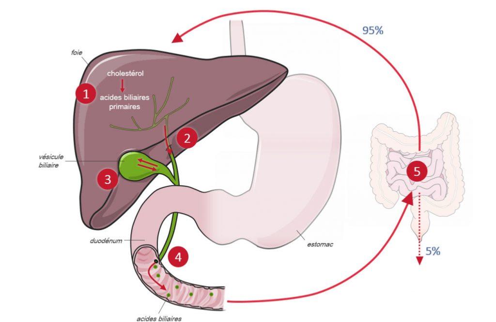 Schma de la bile