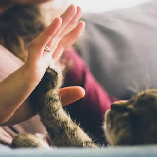 Prendre soin des animaux avec les produits de la ruche