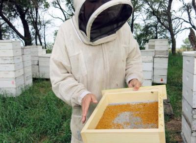 Rcolte du pollen frais