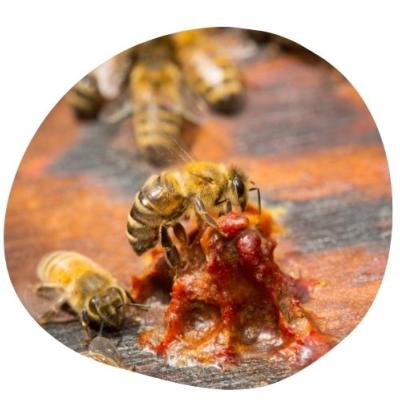 Transformation de la rsine en propolis par l'abeille