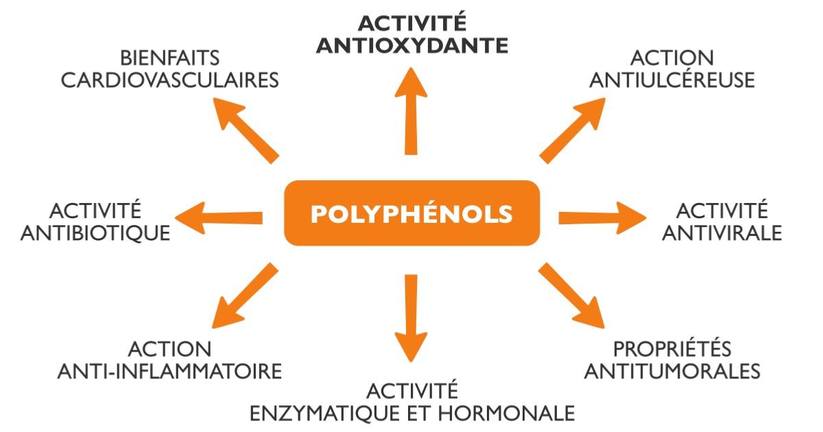 Proprits des polyphnols de la propolis