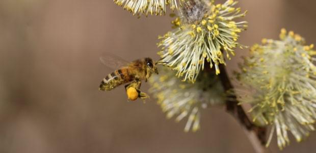 Abeiille rcolte le pollen avant de le rapporter  la ruche