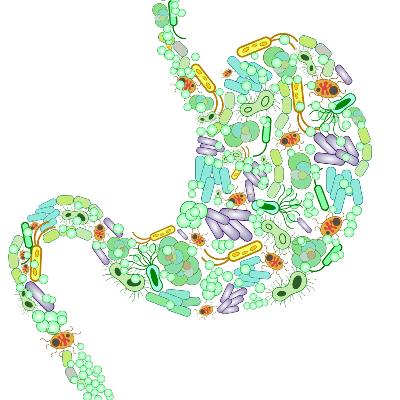 La dysbiose est souvent le point de dpart d’autres pathologies digestives